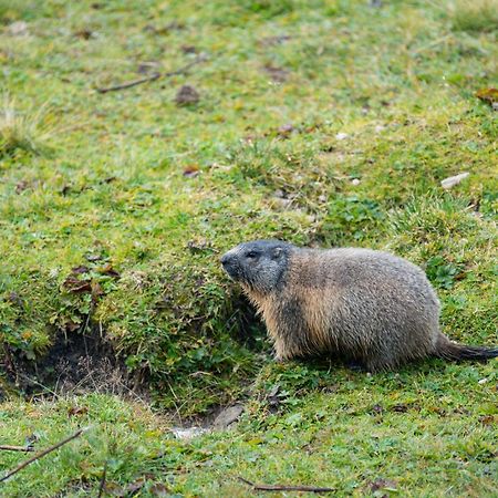 Naturhotel Haller ラチーネス エクステリア 写真